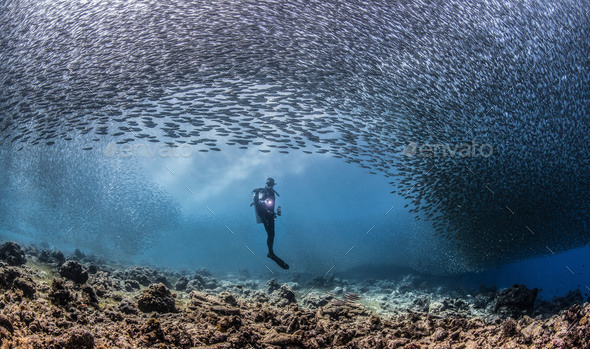 Diver in a school of sardines - Stock Photo - Images