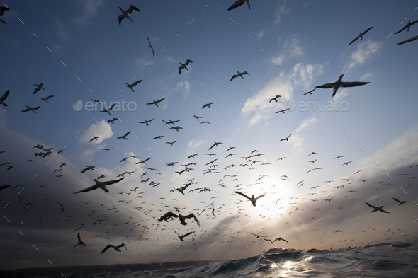 squadron Gannets in south Africa - Stock Photo - Images