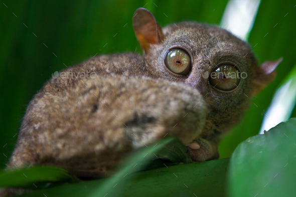 Boholian wild tarsier - Stock Photo - Images