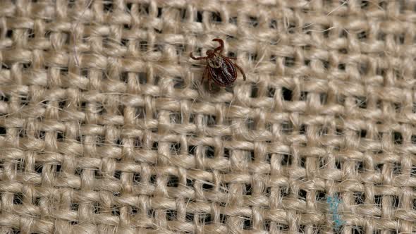  Mite Can Hardly Move to the Tissue Treated With the Anti Mites alt