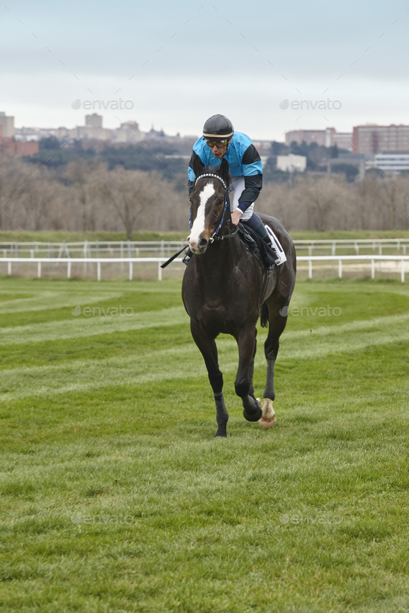 Horse race training. Competition sport. Hippodrome. Speed background Stock Photo by ABBPhoto