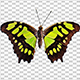 Green Butterfly - VideoHive Item for Sale