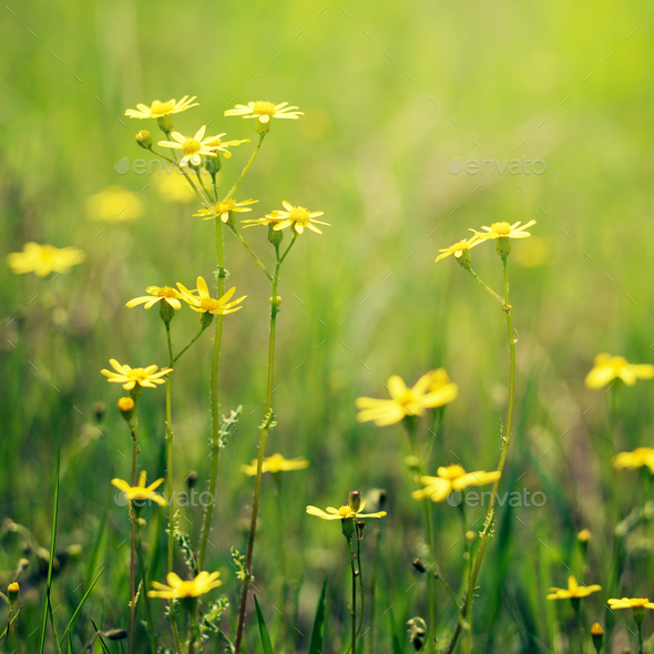 Meadow flowers closeup - Stock Photo - Images