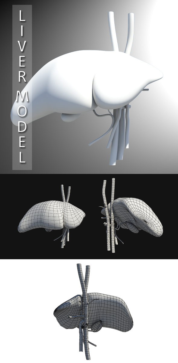 Liver Model - 3Docean 20152732