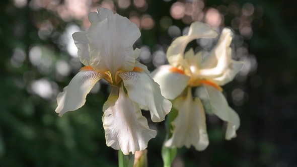 In Nature, Blooming Irises alt