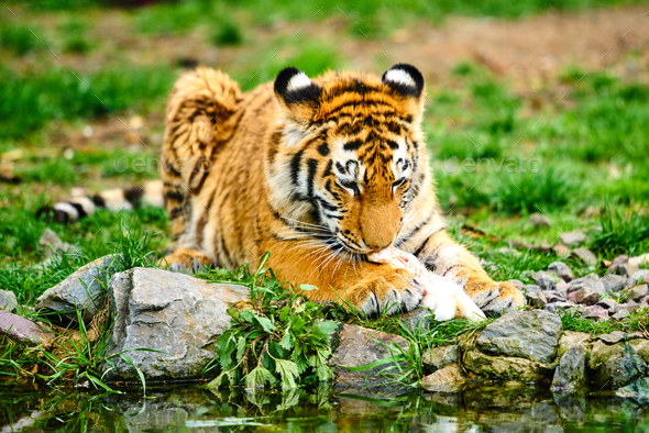 little tiger cub eats meat. Tiger Eating Stock Photo by EwaStudio