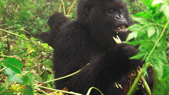 Mountain Gorilla Face Feeding in Super alt