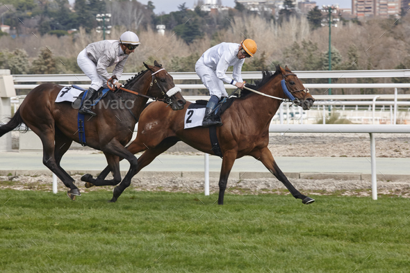 Horse race training. Competition sport. Hippodrome. Winner. Speed background Stock Photo by ABBPhoto
