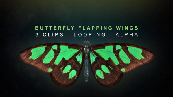 Butterfly Flapping Wings