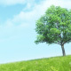 Grass and Tree - VideoHive Item for Sale
