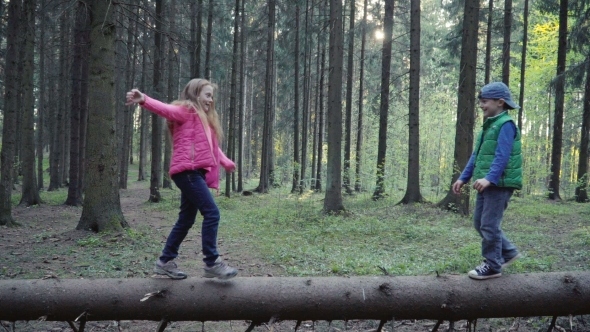 Children Is Walking on the Log in the Forest
