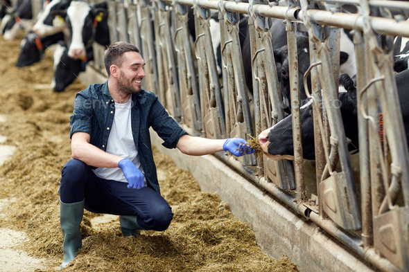 man feeding cows with hay in cowshed on dairy farm - Stock Photo - Images