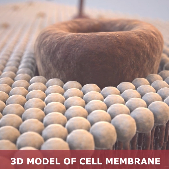 Cell membrane - 3Docean 20175497