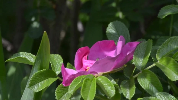 Flowering Rose Bush