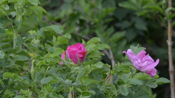Flowering Rose Bush
