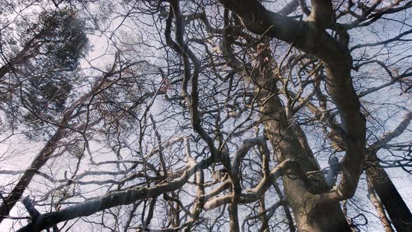 MS LA PAN Tangled bare tree branches / Kirkhaugh, Northumberland, UK