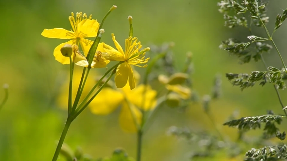Blooming Celandine at Sunset