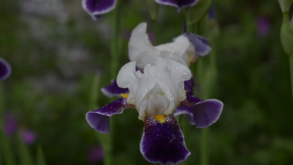 In Nature, Blooming Irises