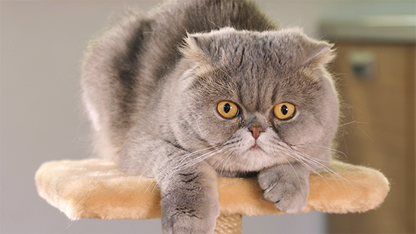 Purebred Gray Scottish Fold Cat