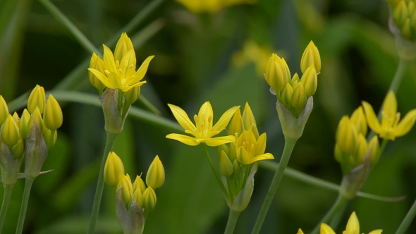Flowering Onions in the Summer alt