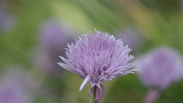 Beautiful Blooming Onions