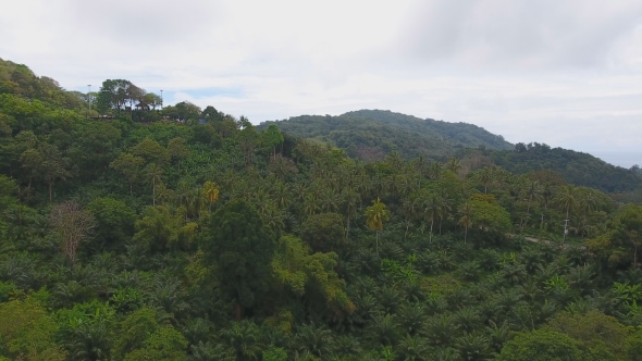 Aerial View Over the Tropical Forest with Palm Tree alt