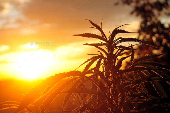 Cannabis plant at sunrise - Stock Photo - Images