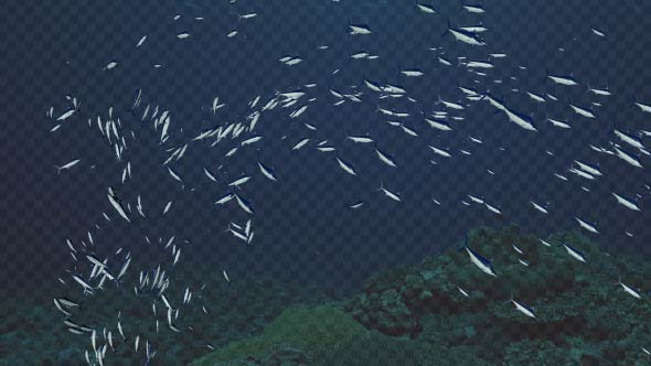 A Crowd Of Fish Tornado Swim