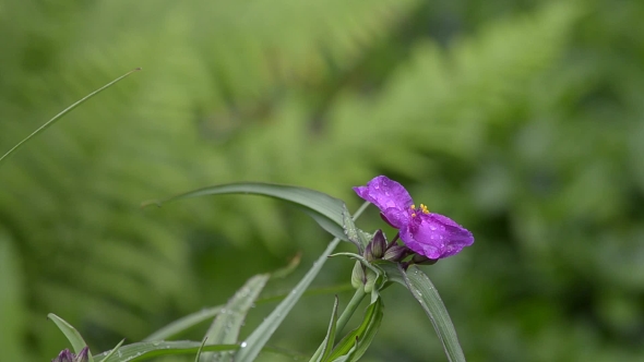 Pink Flower Under the Rain