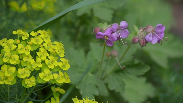 Forest Geranium Blooms