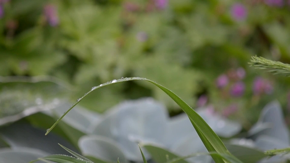 Grass with Rain Drops
