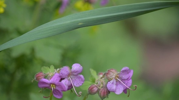 Forest Geranium Blooms alt
