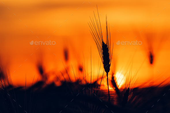 Wheat ear in sunset - Stock Photo - Images