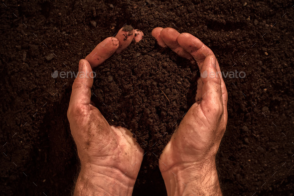 Fertile soil in dirty male hands