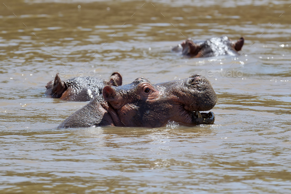 Hippo family (Hippopotamus amphibius) - Stock Photo - Images