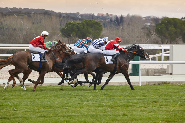 Horse race final rush. Competition sport. Hippodrome. Winner. Speed background Stock Photo by ABBPhoto