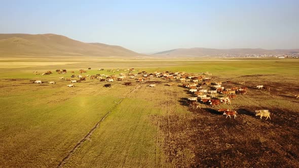 Cows Grazing on the Plateau of Savsat in Ardahan, Turkey