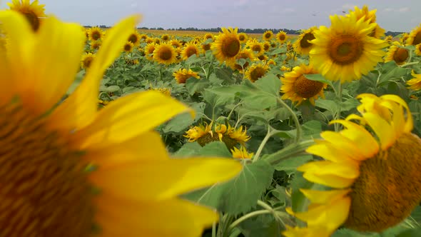 Beautiful Aerial View Above to the Sunflowers Field alt