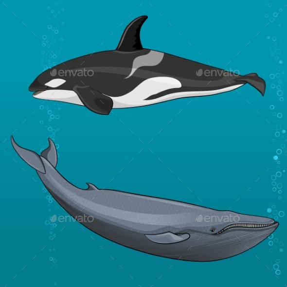 Illustration of Blue Whale and Killer Whale - Animals Characters