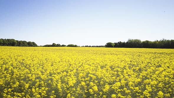 Field Of A Flowering Raps alt