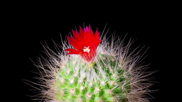 Cactus Flower Blooming