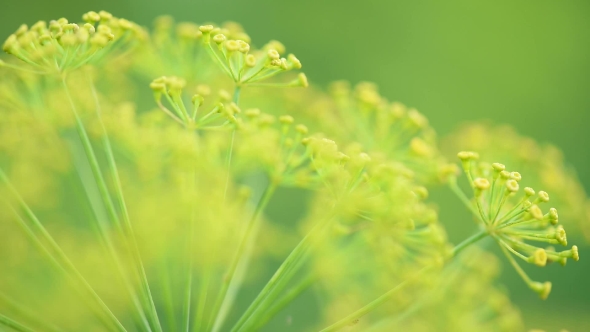 Dill Flowers in Garden