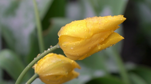 Contrast Concept. Flowers and Snow. Winter and Summer. Heat and Cold alt
