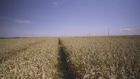 Agricultural Field of Cereals in Summer