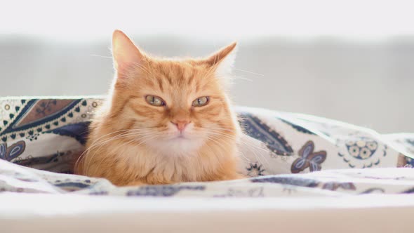 Cute Ginger Cat Lying in Bed Under Blanket. Fluffy Pet Looks Curiously. Cozy Home Background alt