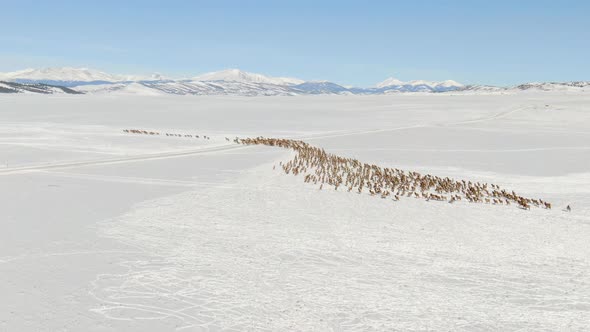 Elk Herd Colorado 4K