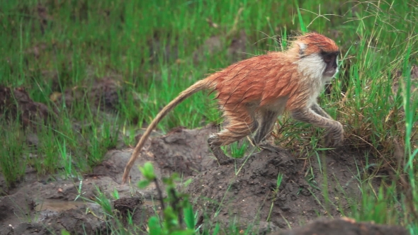 Small Brown Monkey Walking, Stock Footage | VideoHive