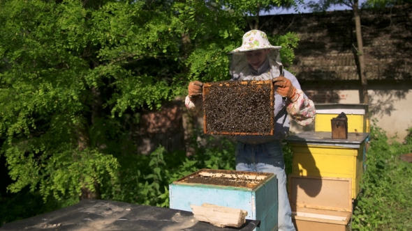The Beekeeper Gently Pulls Out the Honeycomb from the Hive