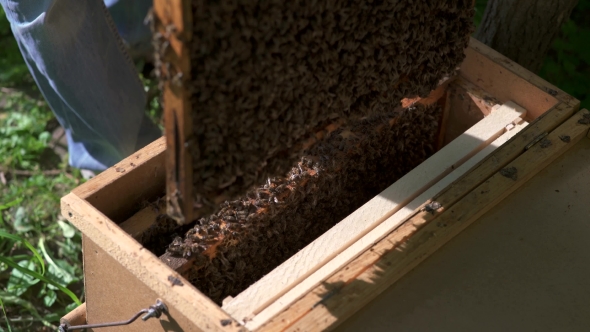 The Beekeeper Carefully Puts the Honeycomb in the Box