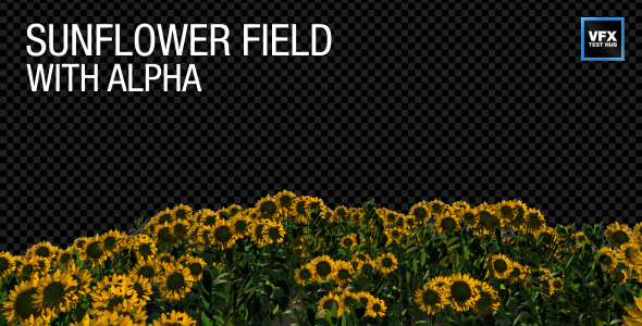 Sunflower Field with Alpha